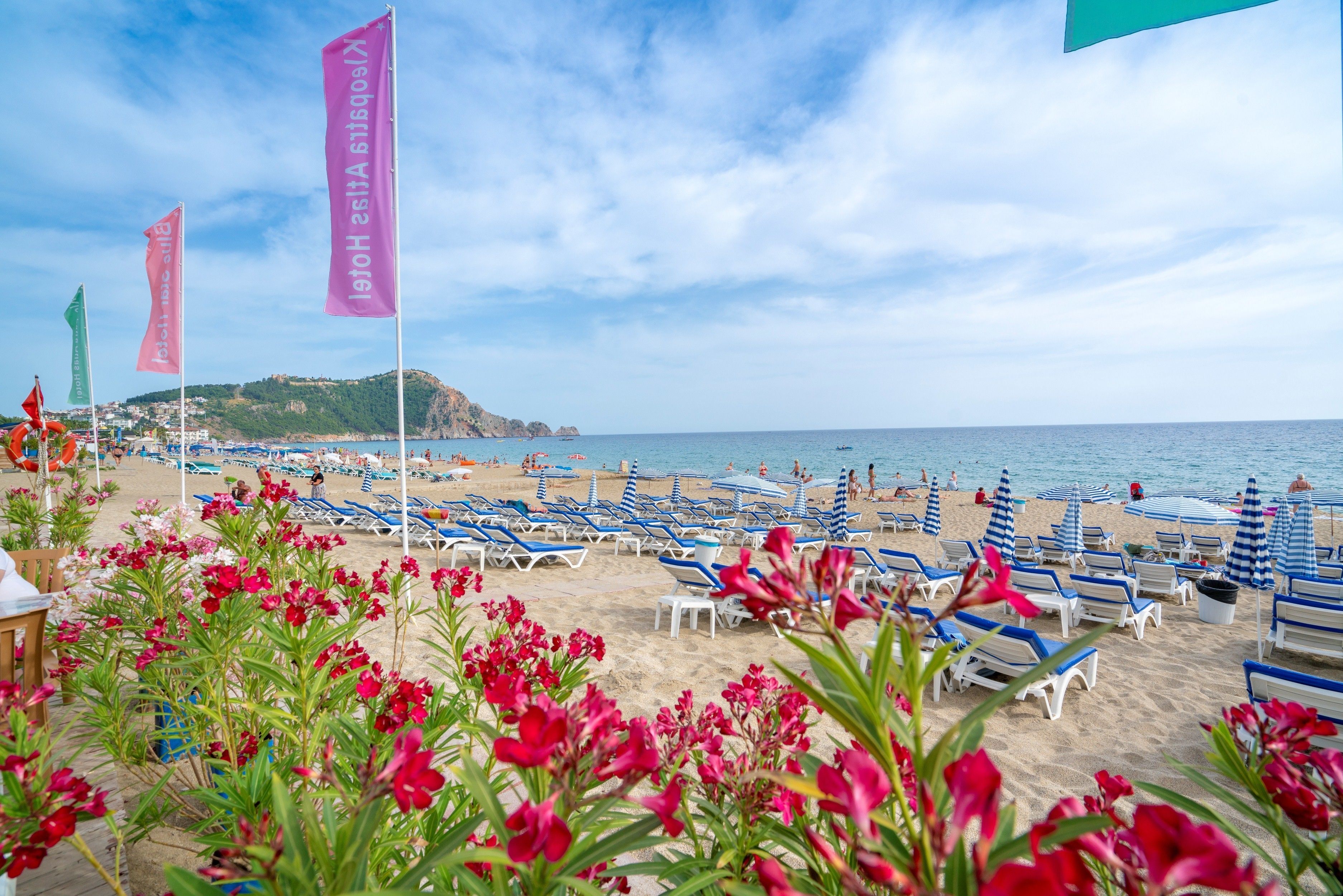 Una playa con hileras de tumbonas azules y blancas, flores rojas en primer plano e indicadores de hotel.