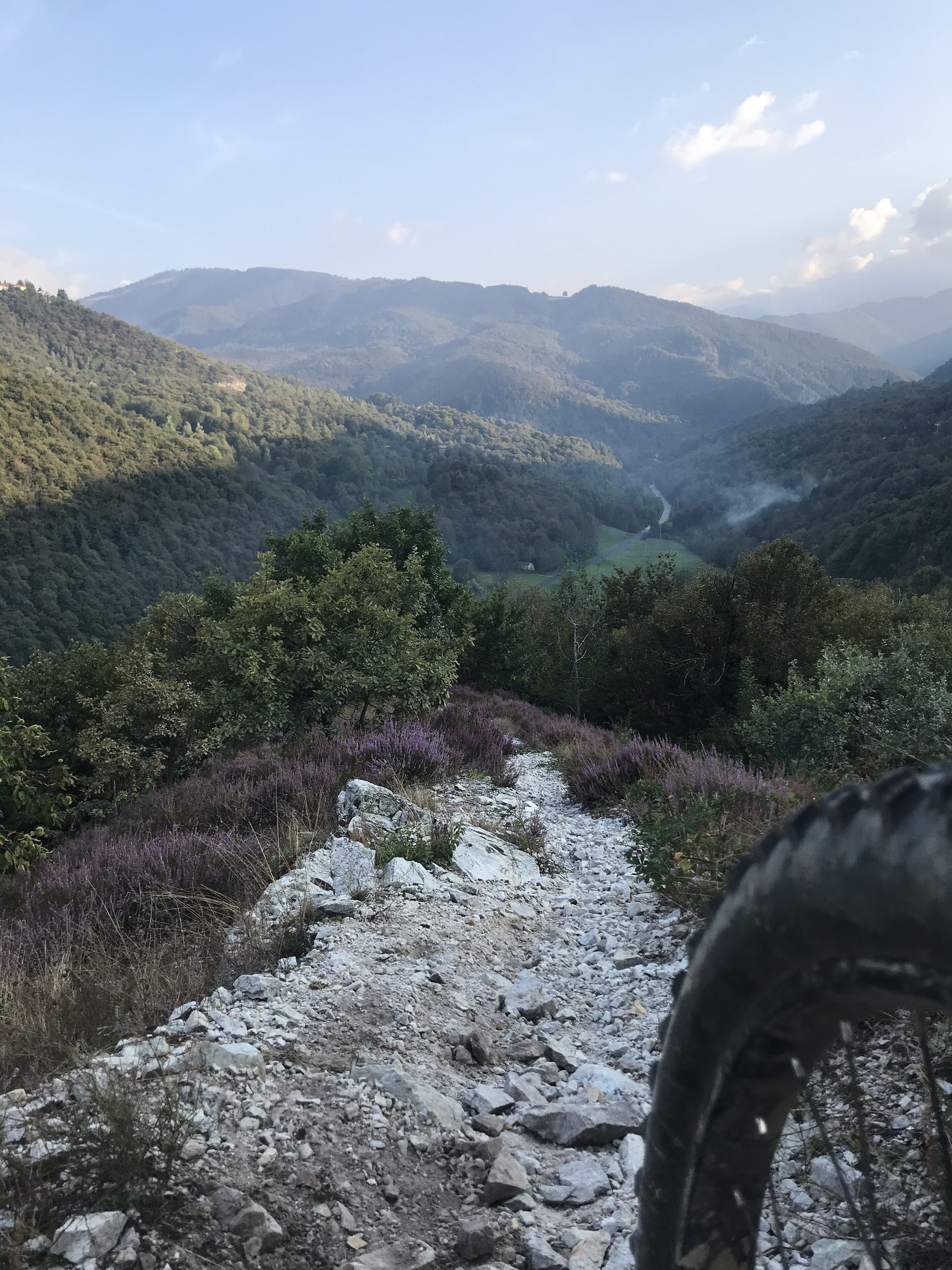 A mountainous landscape with a rocky path leading through dense forest and purple heather.