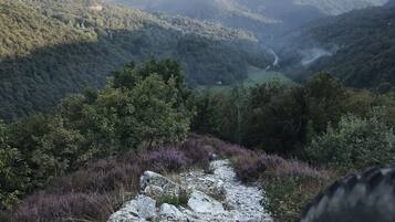 A mountainous landscape with a rocky path leading through dense forest and purple heather.