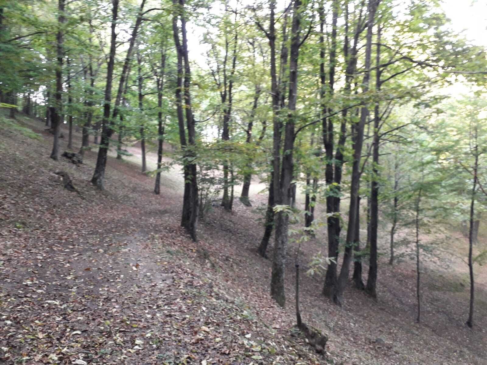 Uma área arborizada com uma trilha de terra.