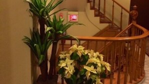 A staircase with wooden railings and a handrail, leading to an upper floor. There are potted plants on the floor beside the stairs. - St Marks Hotel (New York)