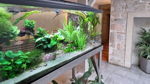 Een groot aquarium met verschillende waterplanten en een vis, geplaatst op een voetstuk in een kamer met stenen muren en een betegelde vloer.