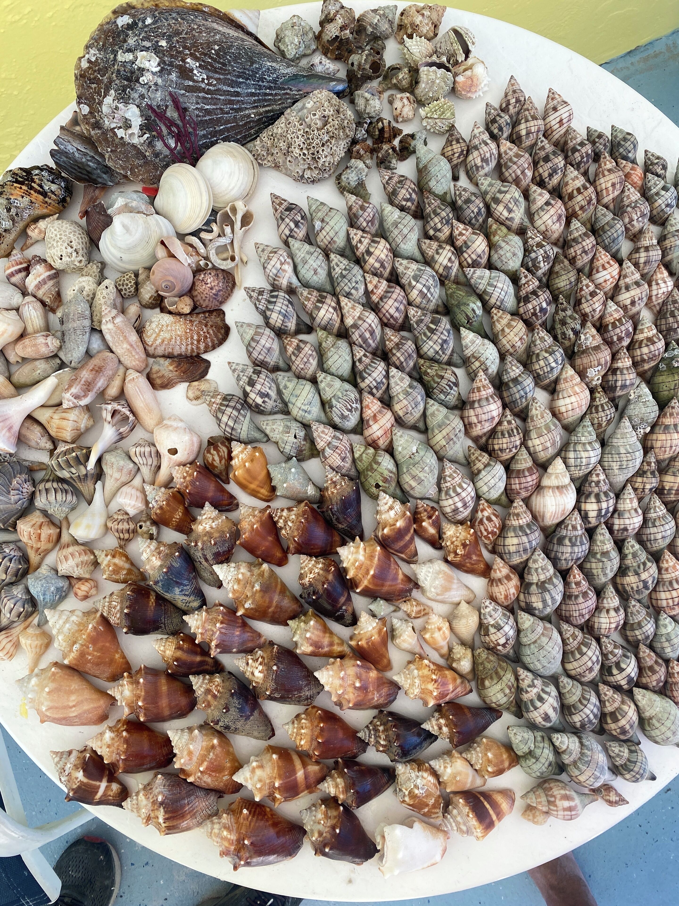 A variety of seashells arranged on a white plate.