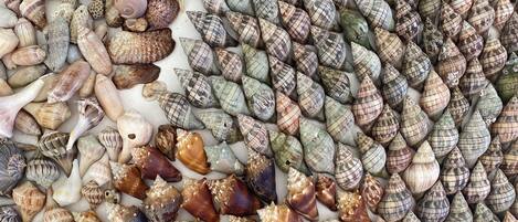 A variety of seashells arranged on a white plate.