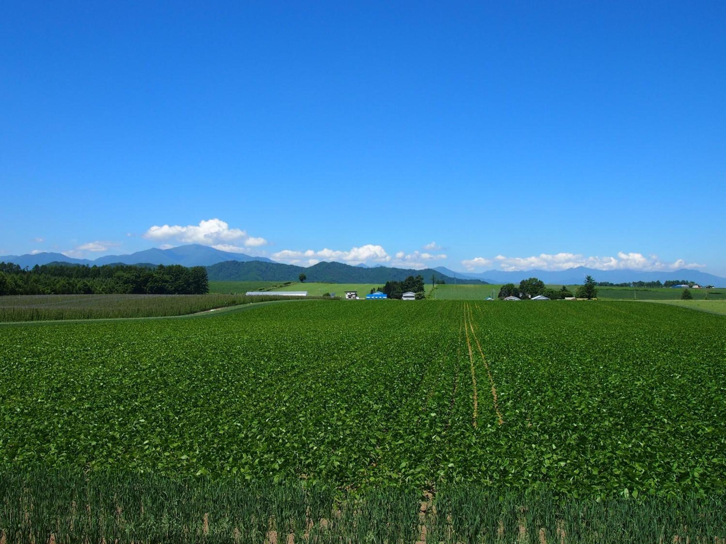 A vast green field with a clear sky and distant mountains.