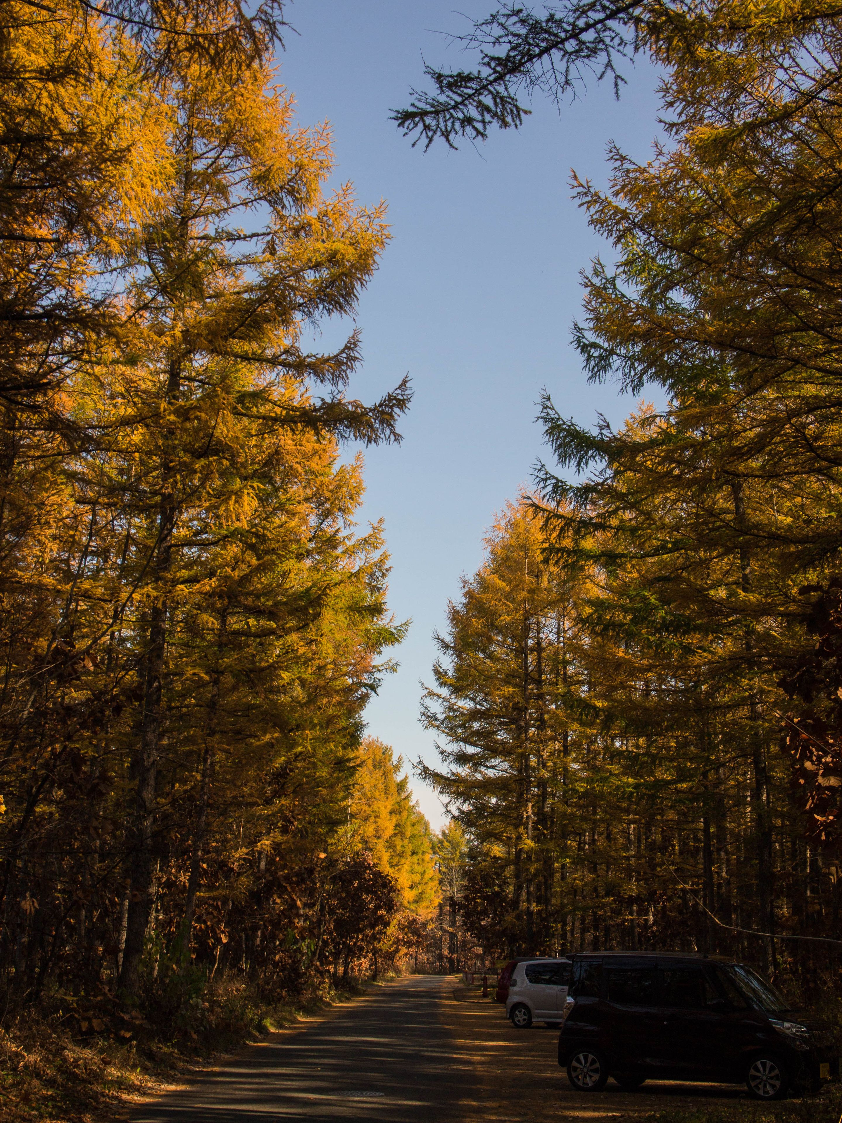 Ein Waldweg mit hohen Bäumen an beiden Seiten, ein geparktes Auto rechts und ein klarer Himmel.