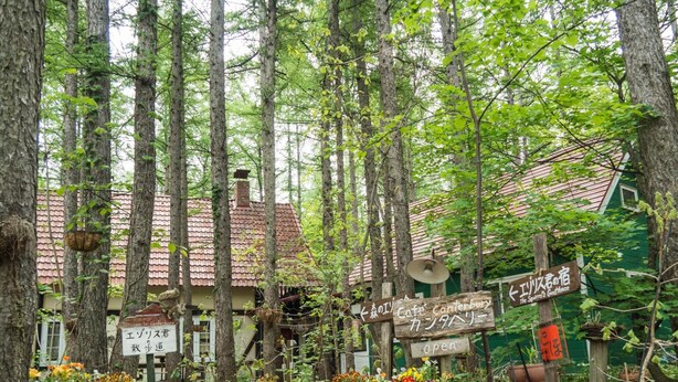 A rustic wooden signpost with multiple directional signs in a forested area, surrounded by potted plants and trees.