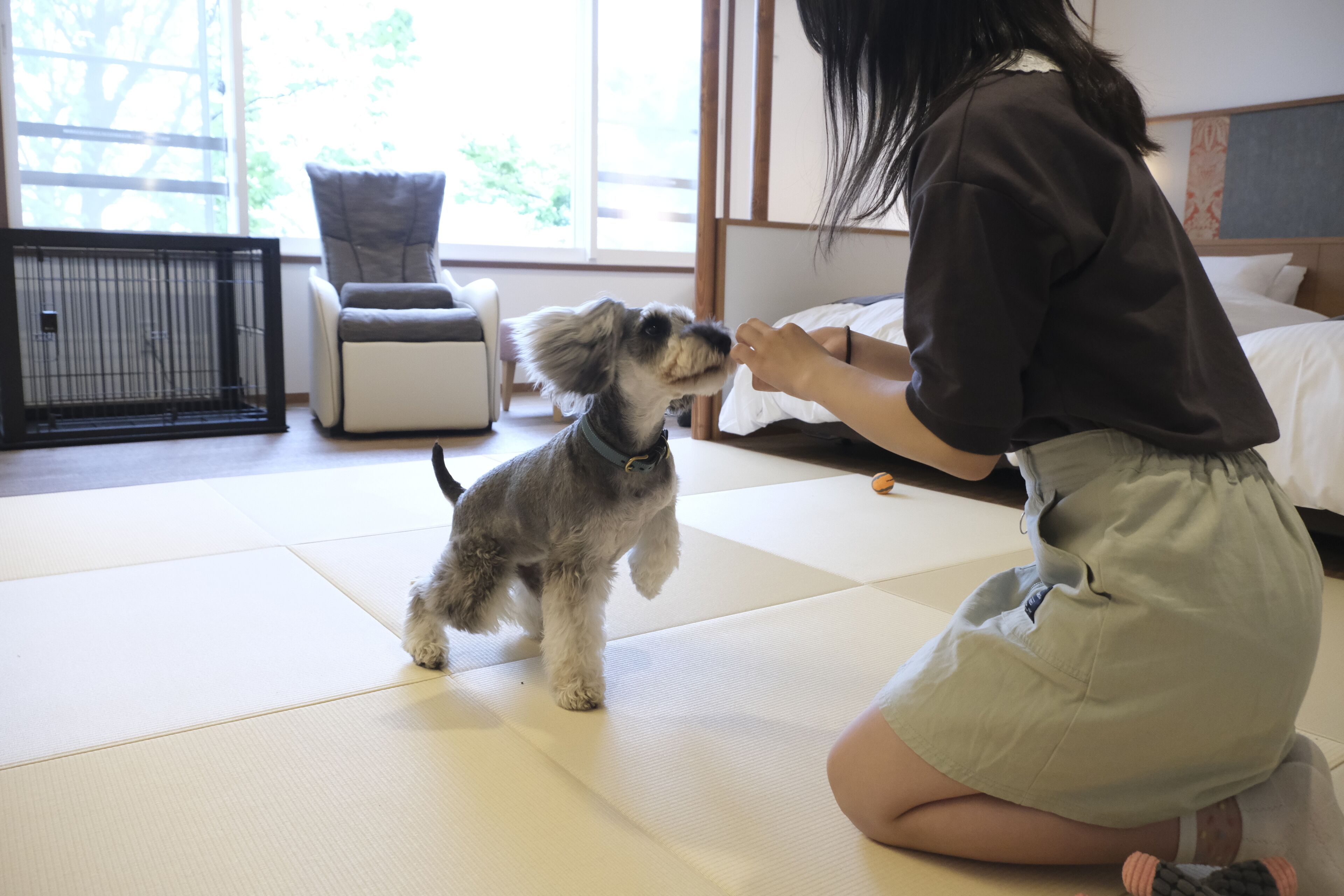 A room with tatami flooring, a bed with white bedding, a chair, and a small dog interacting with a person.