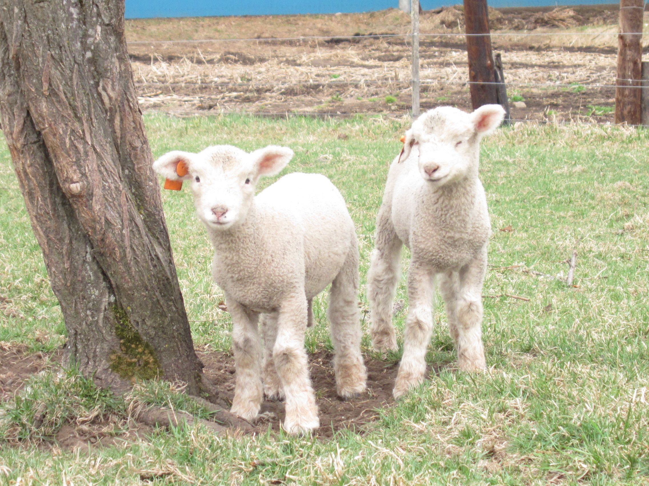 Two lambs standing near a tree in a grassy area with a fence in the background.