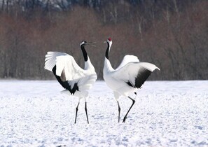 Miscellaneous - Circle House Akai Beret (Kushiro)