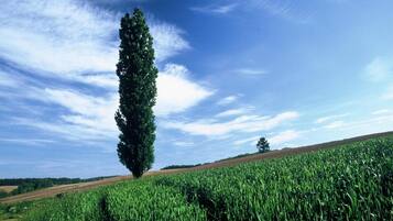 Een veld met een hoge boom en een helderblauwe lucht.