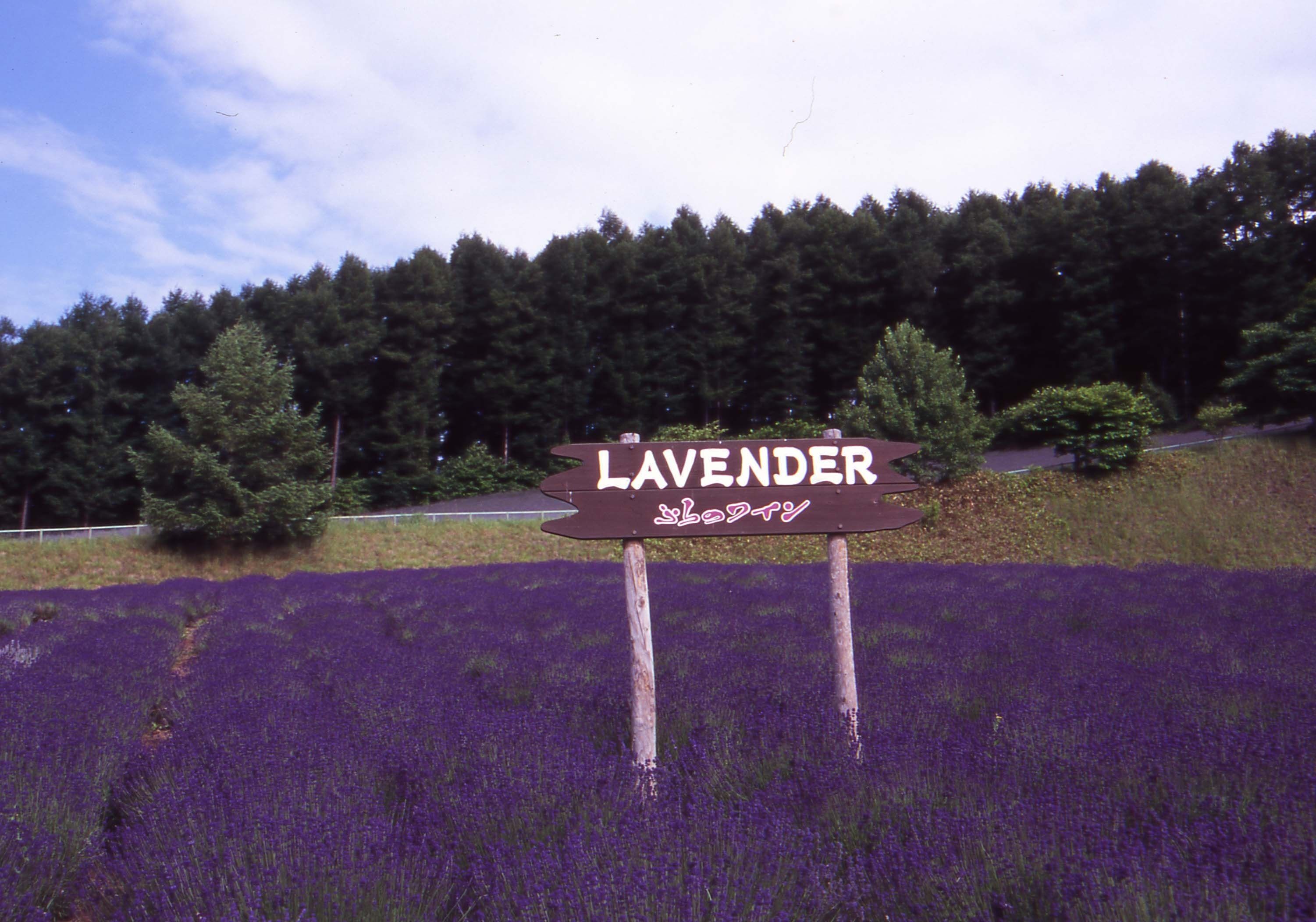 A sign with the word "LAVENDER" and a foreign script, surrounded by a field of lavender.