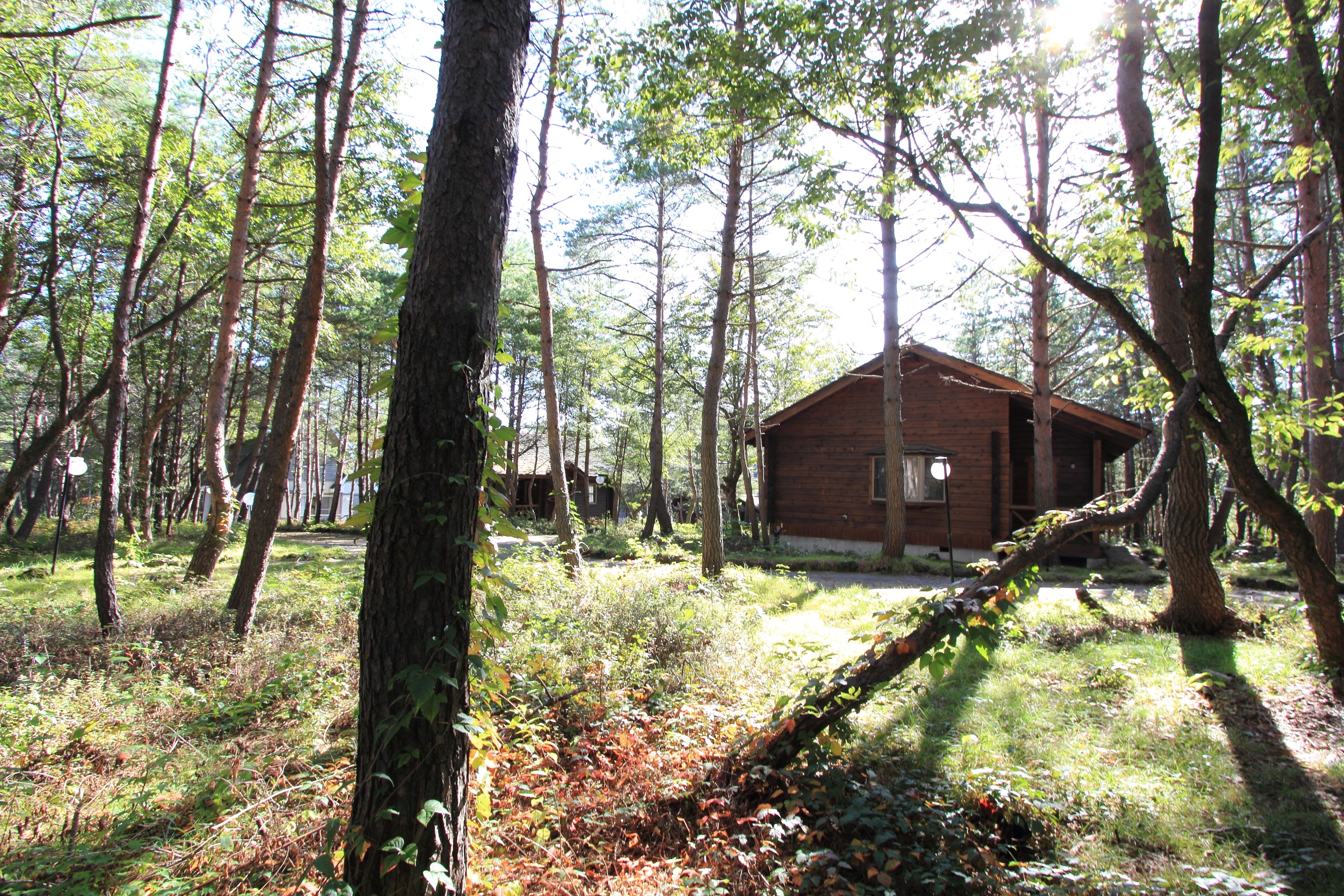 Une cabane entourée de grands arbres, située dans une zone boisée.