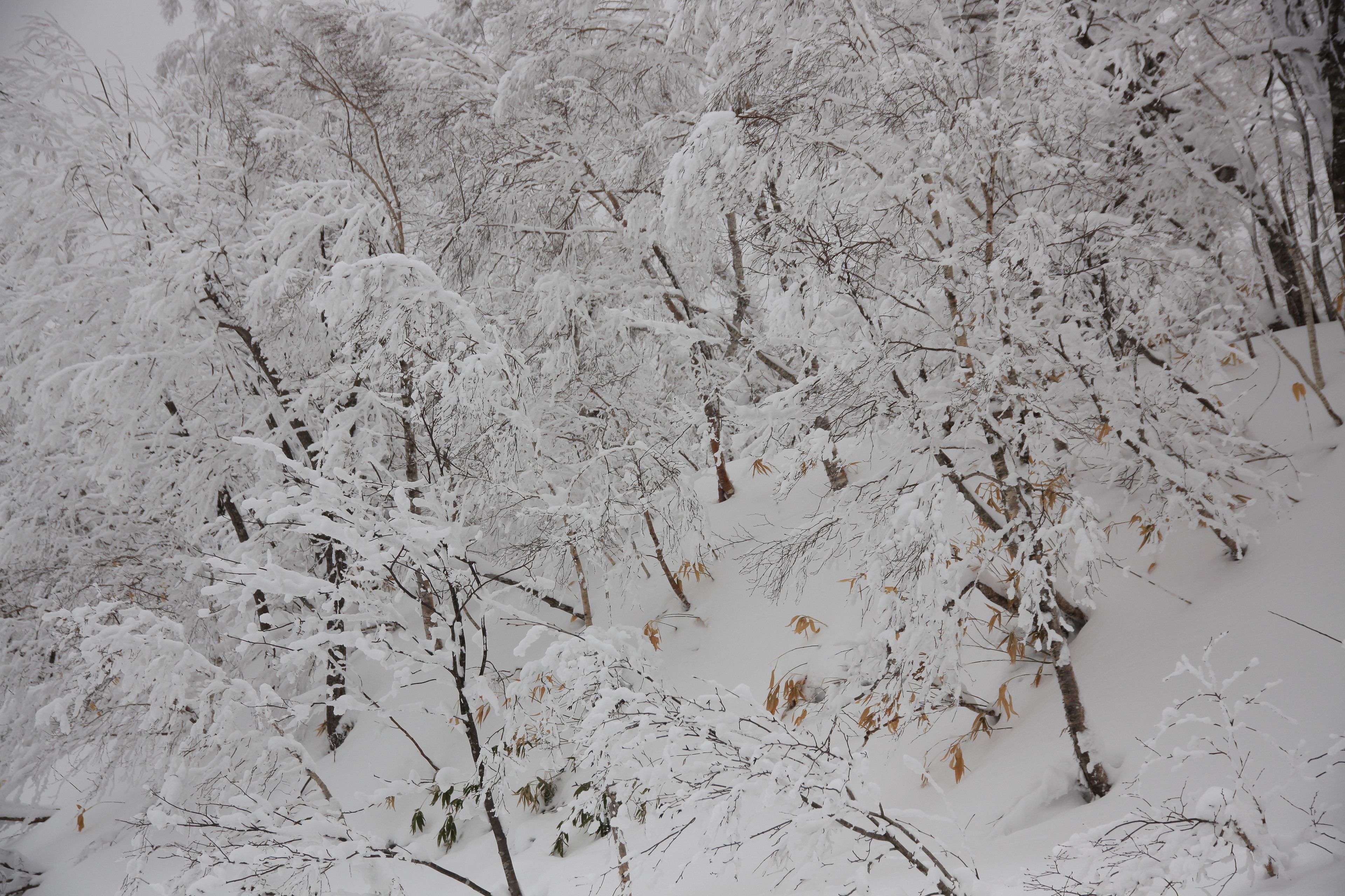 Un paysage enneigé avec de nombreux arbres couverts de neige.