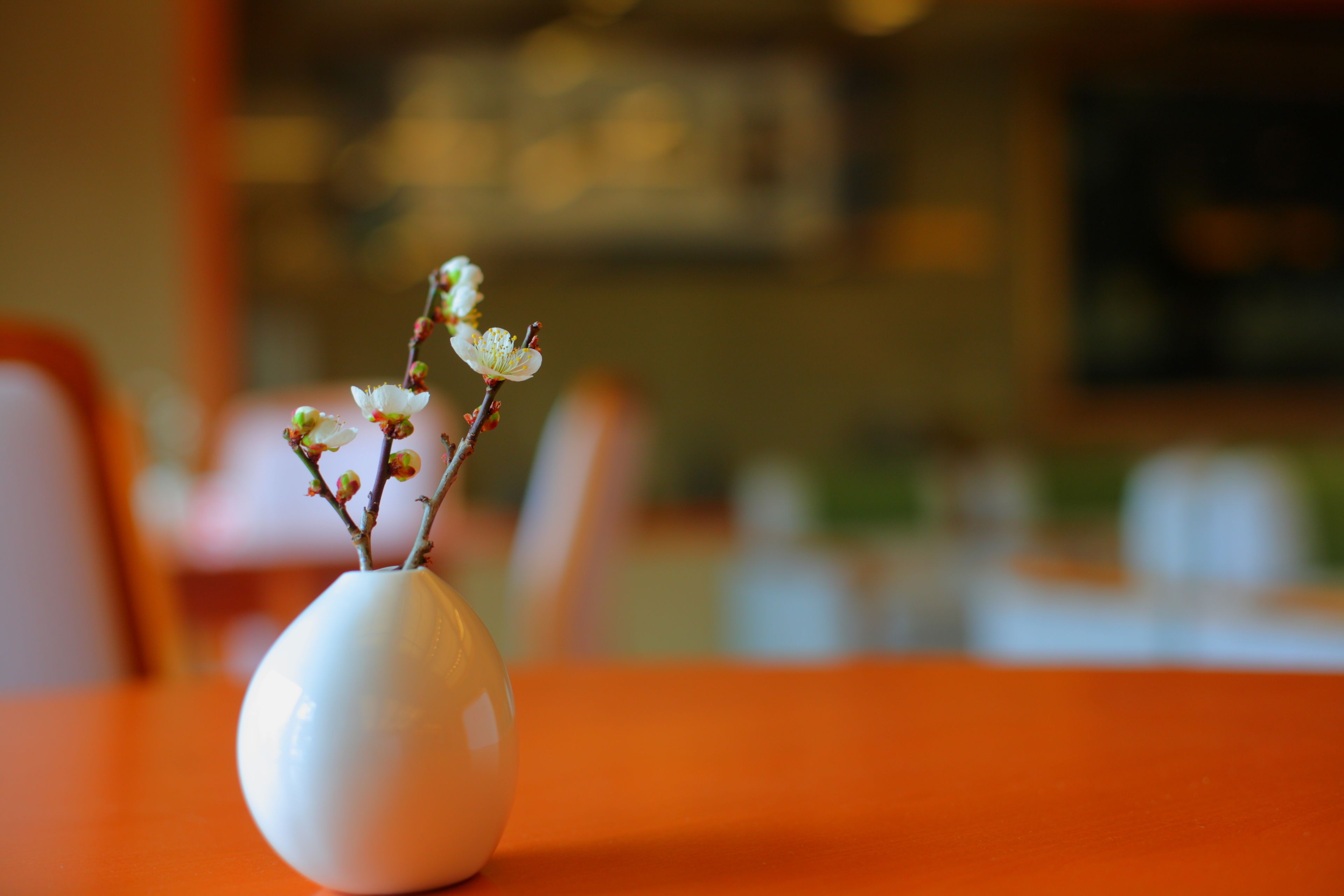 A white vase with a branch of small white flowers on an orange table.