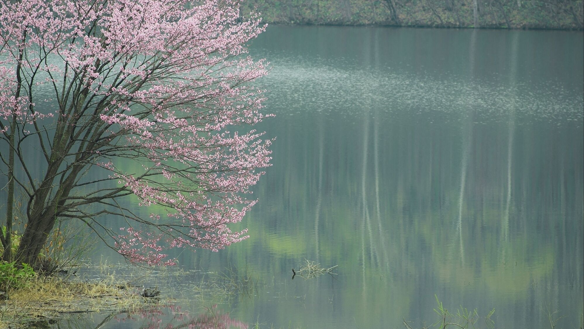 A calm lake with a tree bearing pink blossoms.