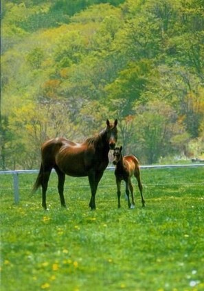 Miscellaneous - Kiyosato Pension Izumi (Hokuto)
