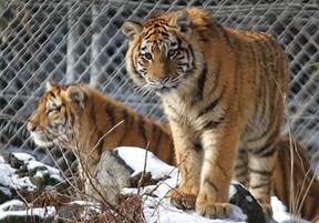 Un tigre en un recinto nevado con una cerca de alambre.