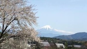 Un paysage comprenant une montagne enneigée, un arbre aux fleurs blanches et quelques bâtiments au premier plan.