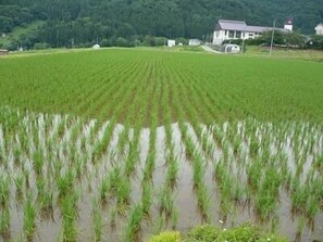 Miscellaneous - Oyado Nozawaya (Nozawaonsen)