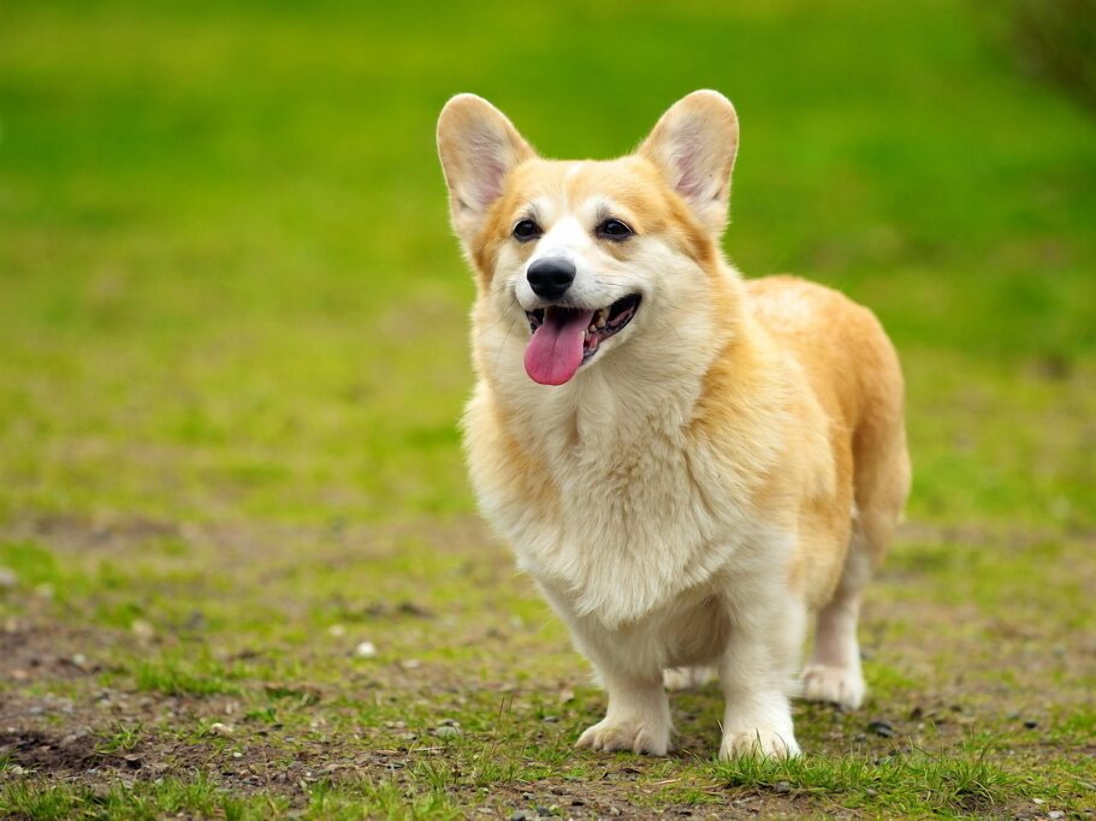 Un perro de pie en un campo cubierto de hierba.