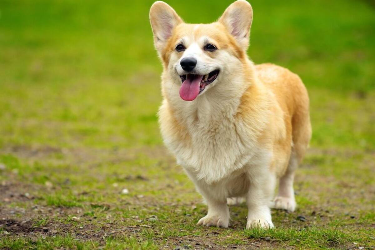 Un chien se tient debout dans un champ d’herbe.