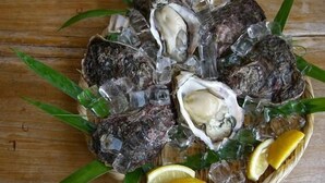 A basket of oysters on ice with lemon wedges. - Seaside Uradome (Iwami)