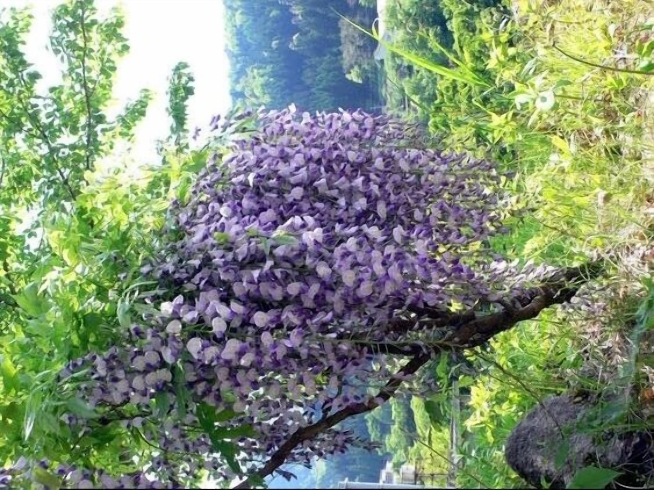 Uma árvore com flores roxas.