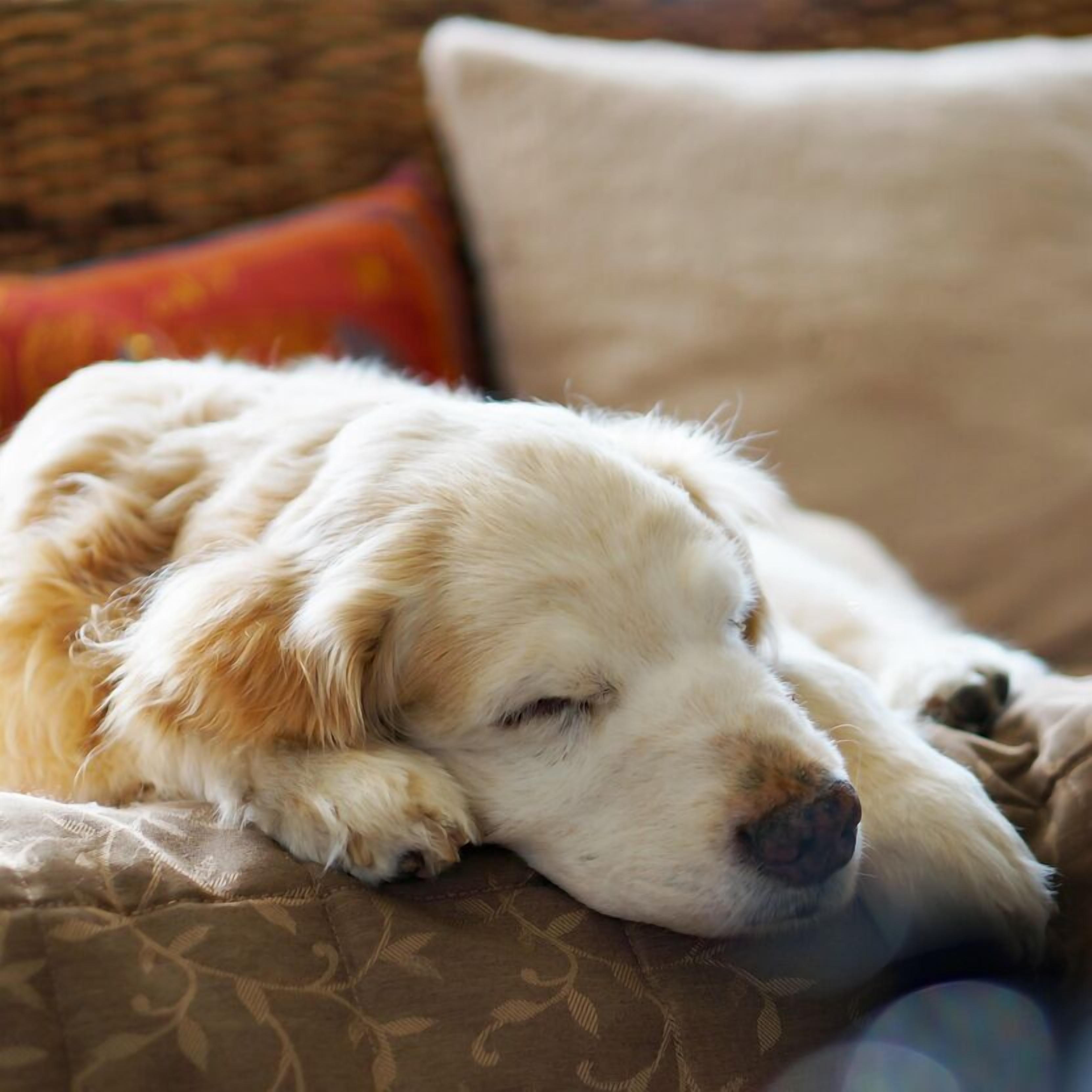 Pet-friendly