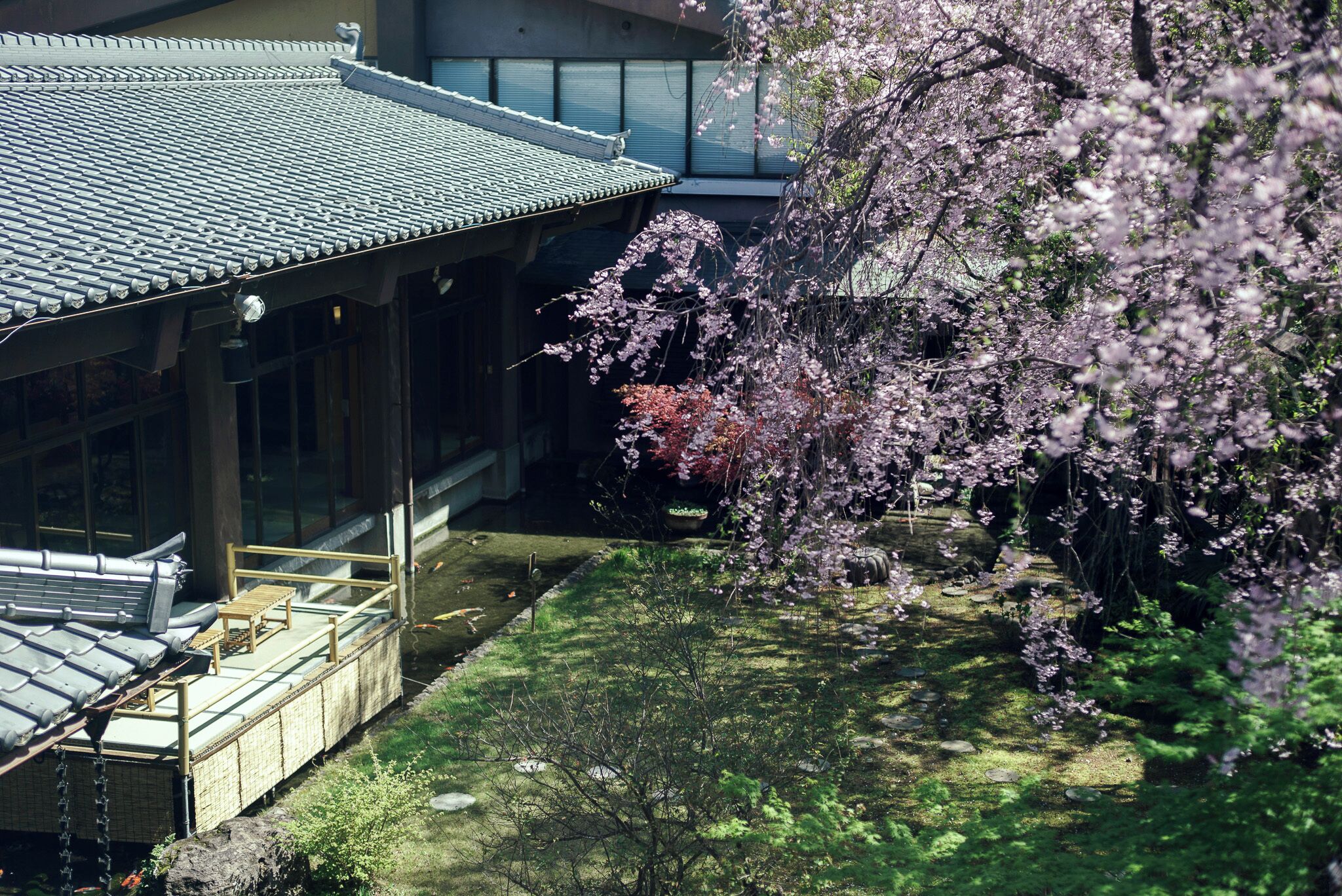 Un bâtiment traditionnel avec un toit en tuiles, une allée couverte et un jardin agrémenté de cerisiers en fleurs.