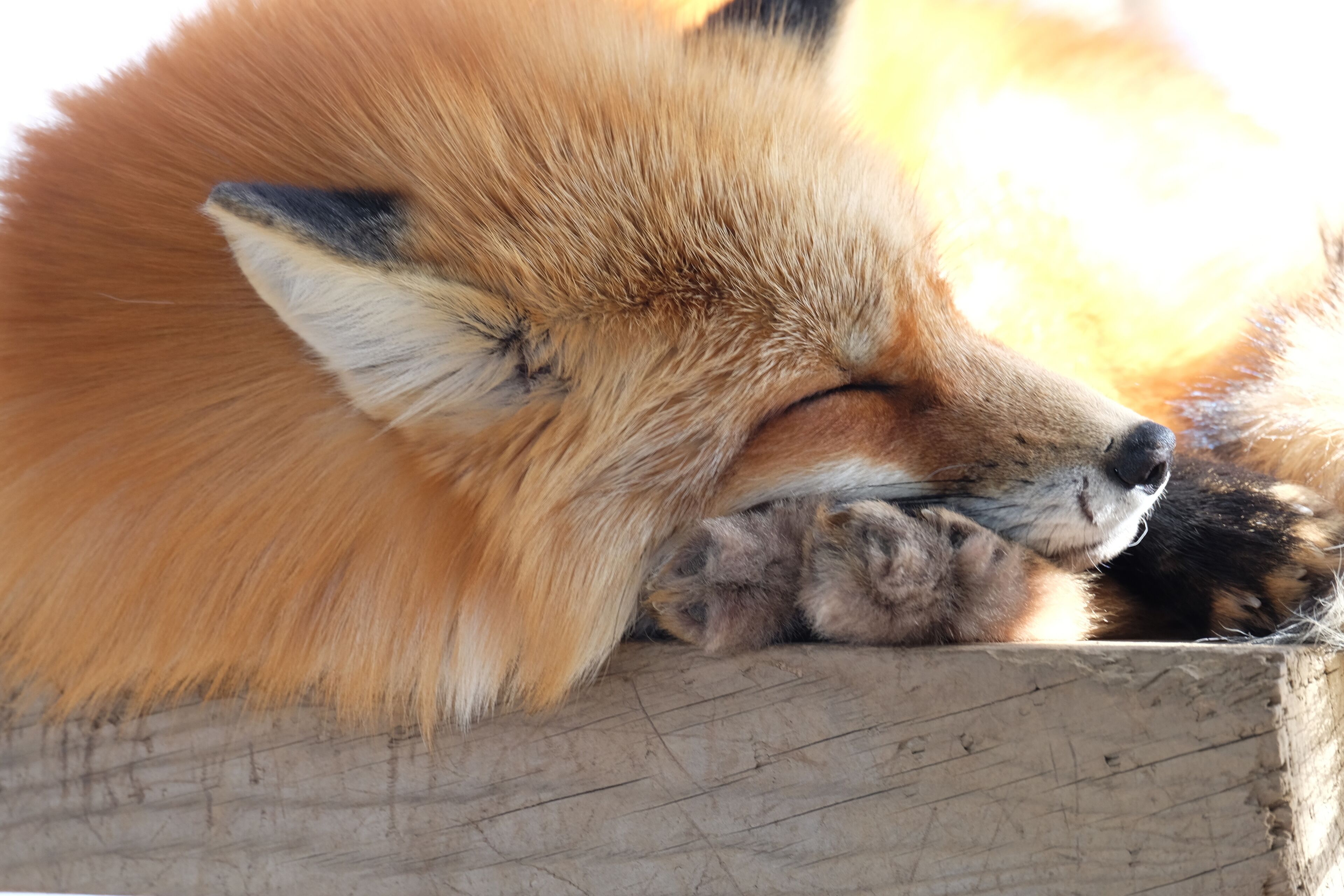 Un renard se reposant sur une surface en bois.