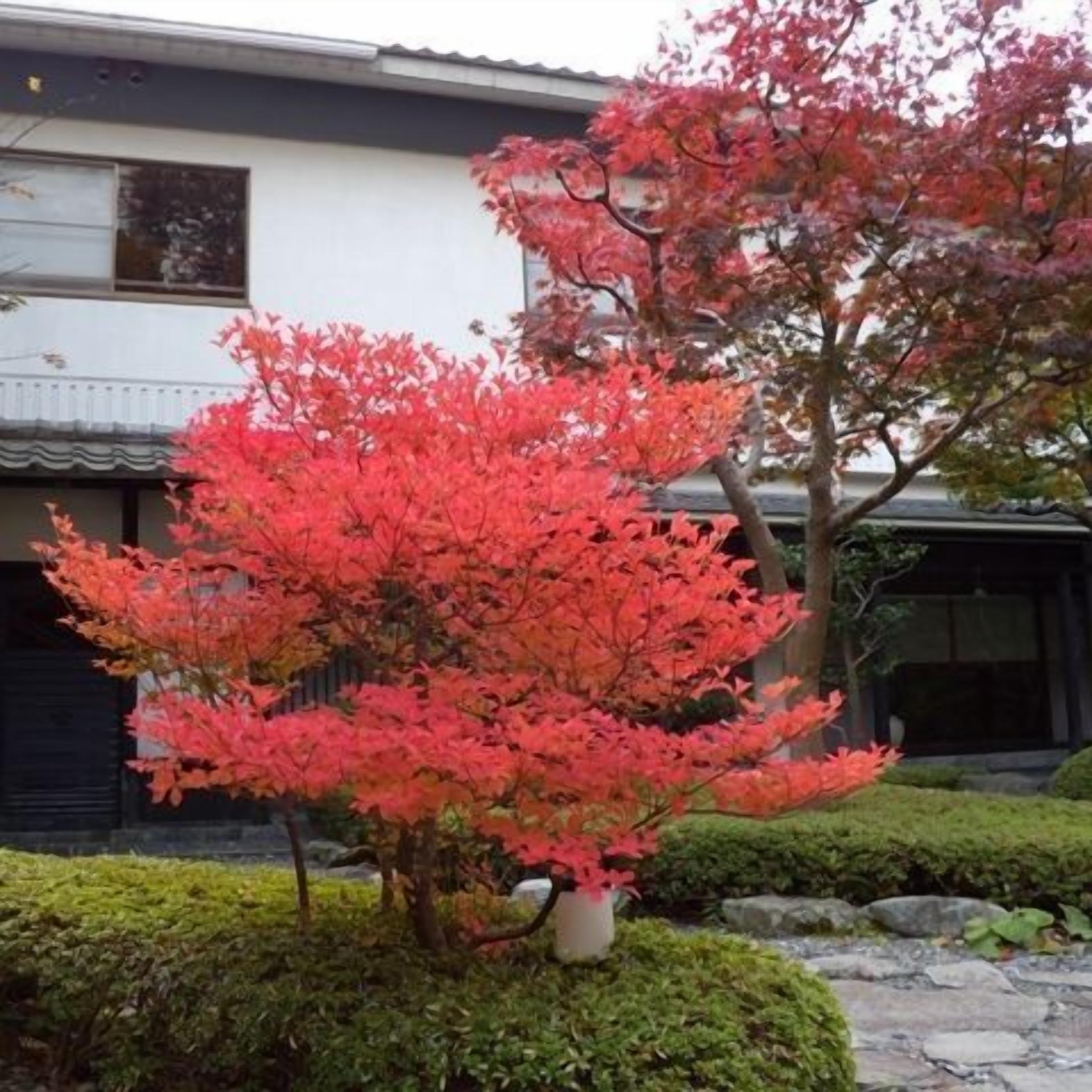 Àrea exterior de l'allotjament