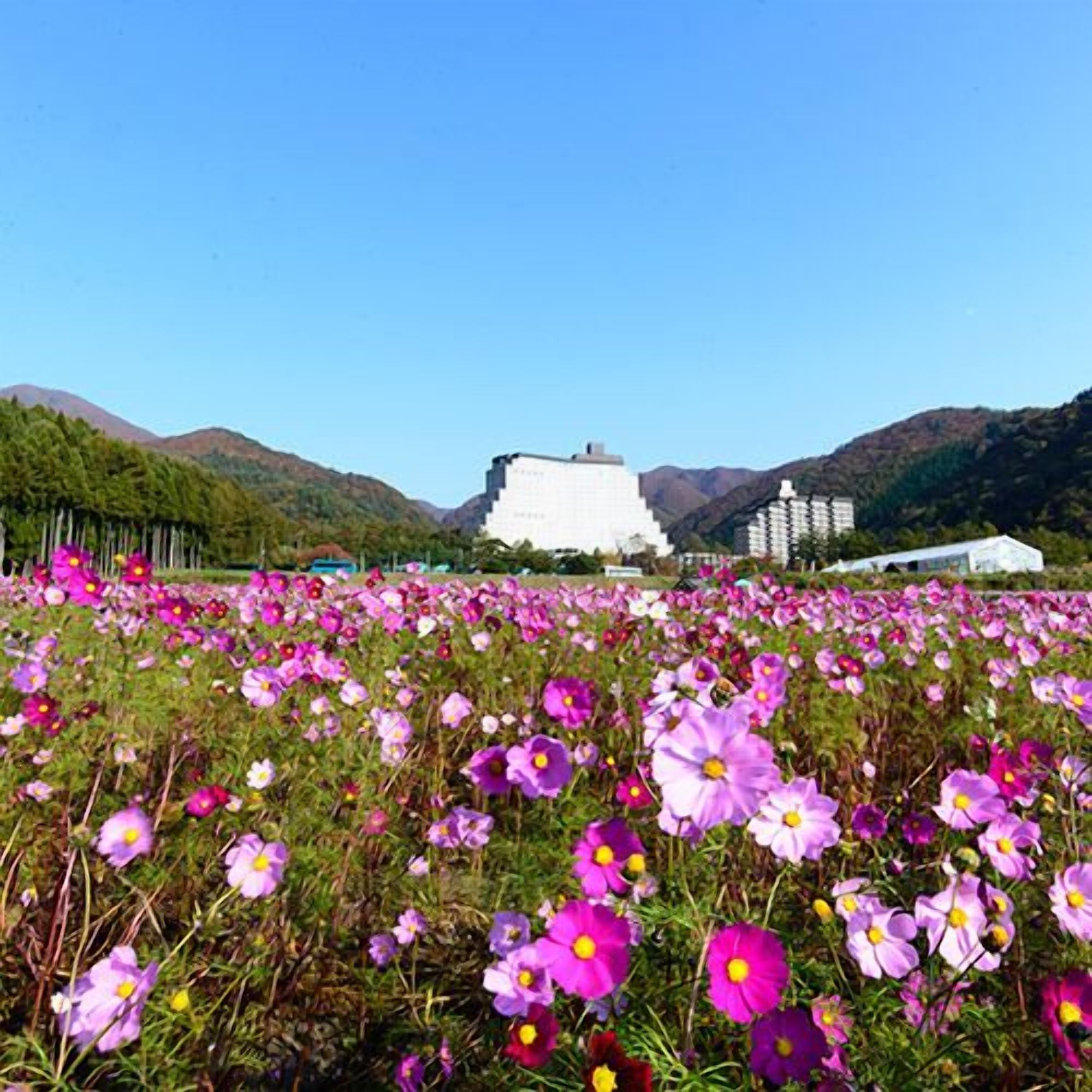 A field of flowers with a building in the background.