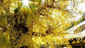 Un arbre aux feuilles jaunes, une clôture et un bâtiment en arrière-plan.