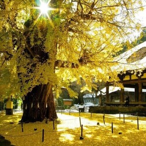 Property grounds - Hotel Listel Inawashiro Wing Tower (Fukushima)