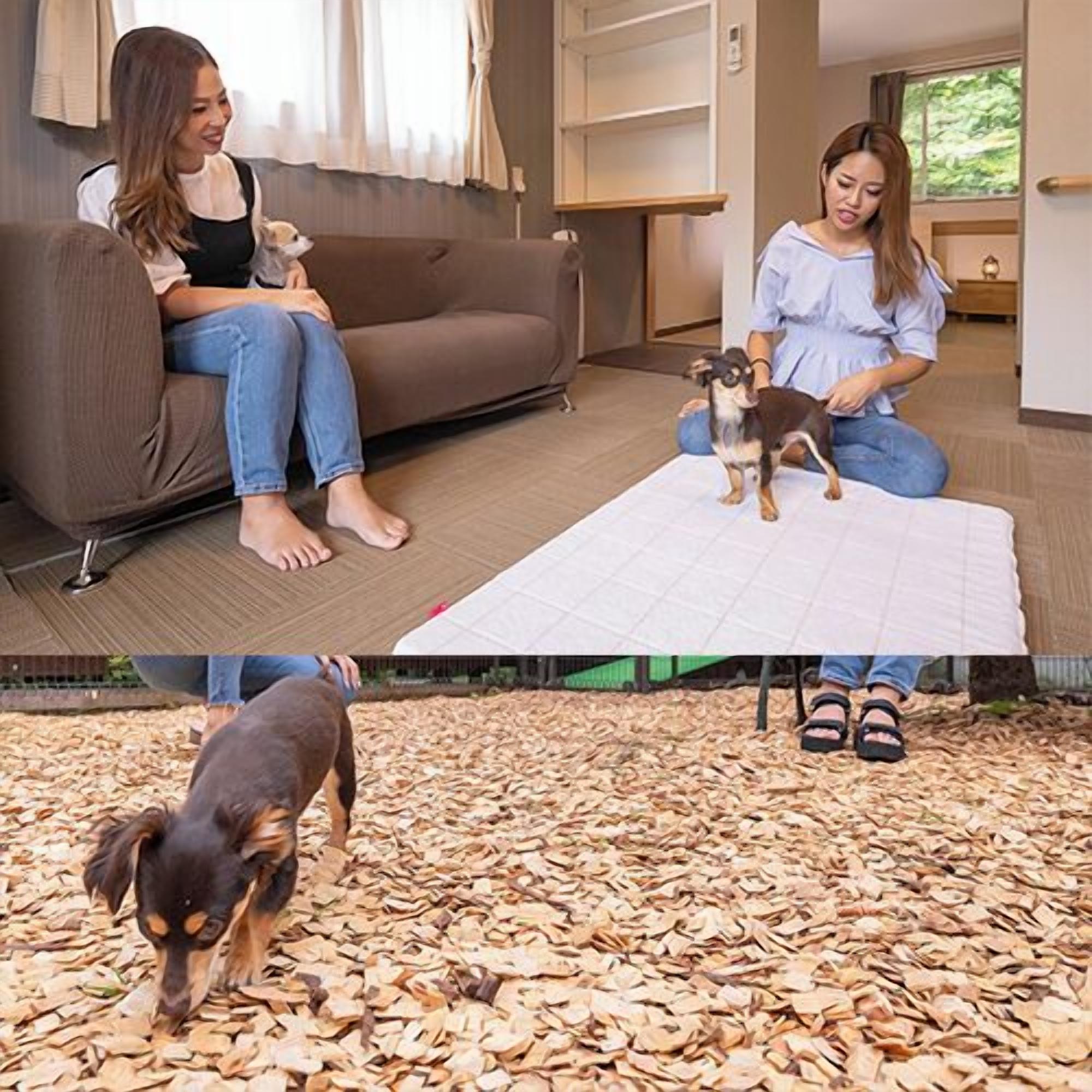 A room with a sofa, a small dog, and a person sitting on the floor.