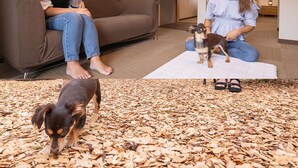 A living room with a brown sofa, a white rug, and a small dog on the floor. - Hotel Forest Hills Nasu With Dogs (Nasu)