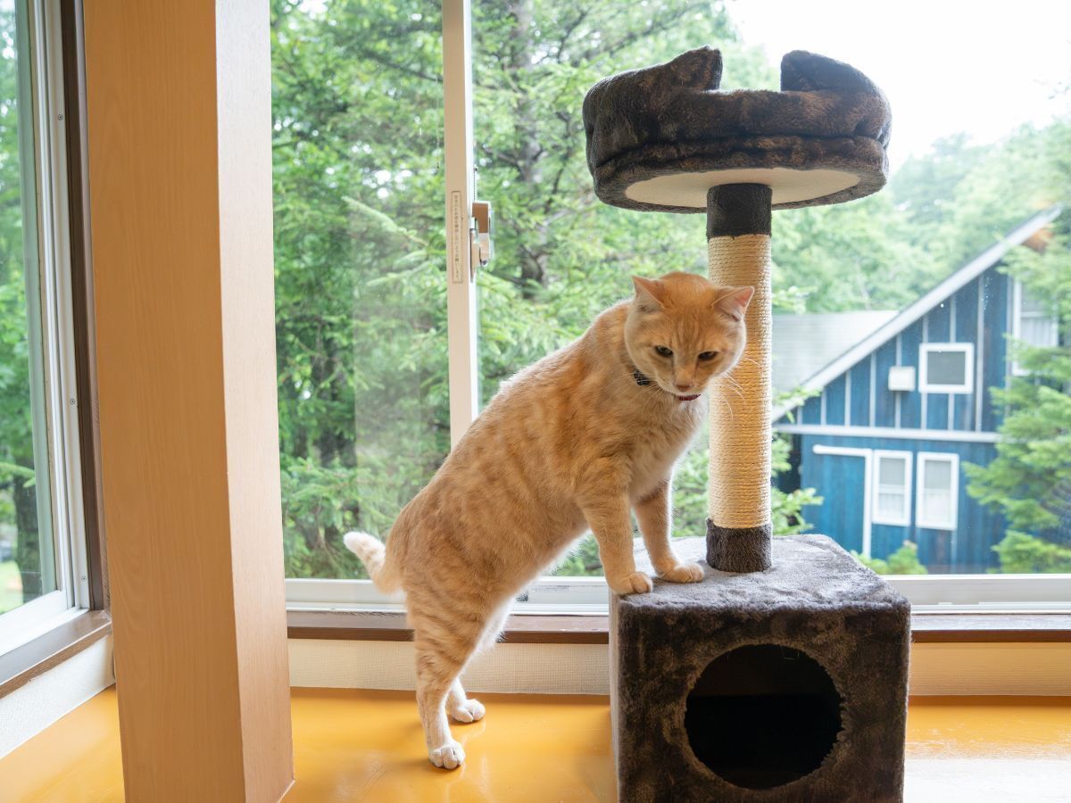 A cat on a scratching post by a window with a view of trees and a building.