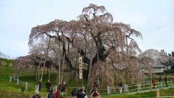 A group of people walking on a wooden pathway surrounded by trees.