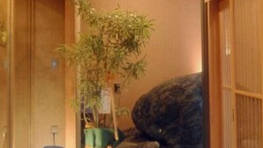 A traditional Japanese interior with wooden flooring, a potted bamboo plant, and a stone feature. - Subaruyado Yoshino (Tokushima)