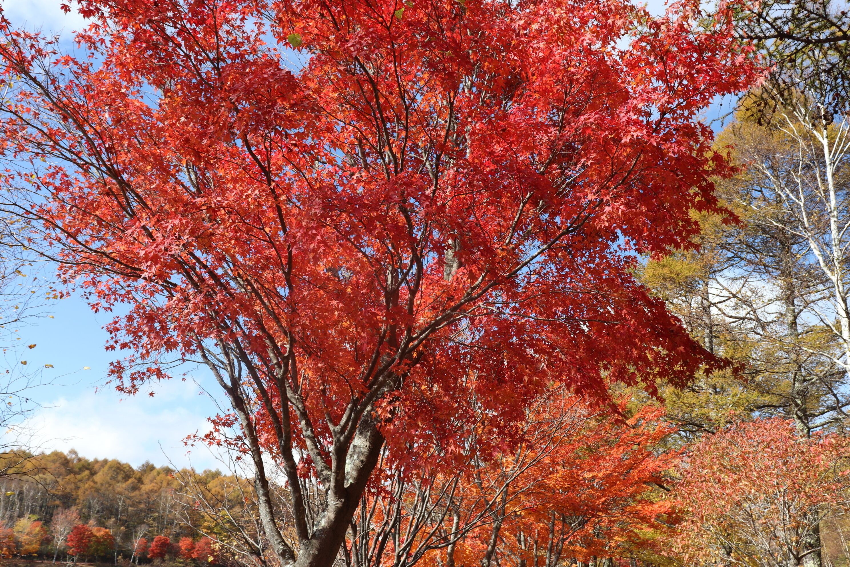 A tree with red leaves, a clear sky, and other trees in the background.