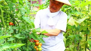 Una persona con camisa y sombrero blanca examina una planta de tomate con tomates maduros e inmaduros.