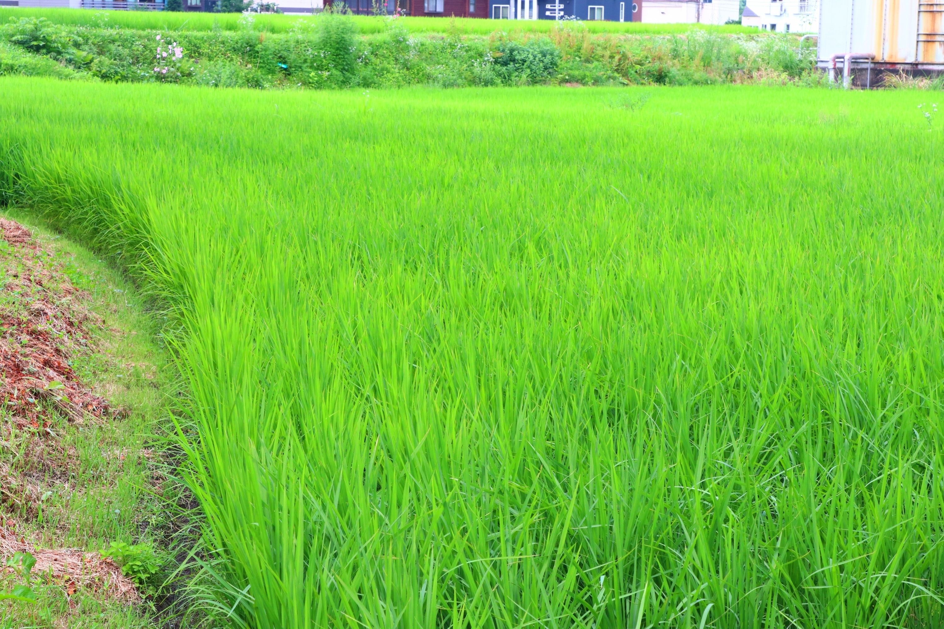 Un exuberante campo de arroz verde con un sendero despejado a la izquierda.