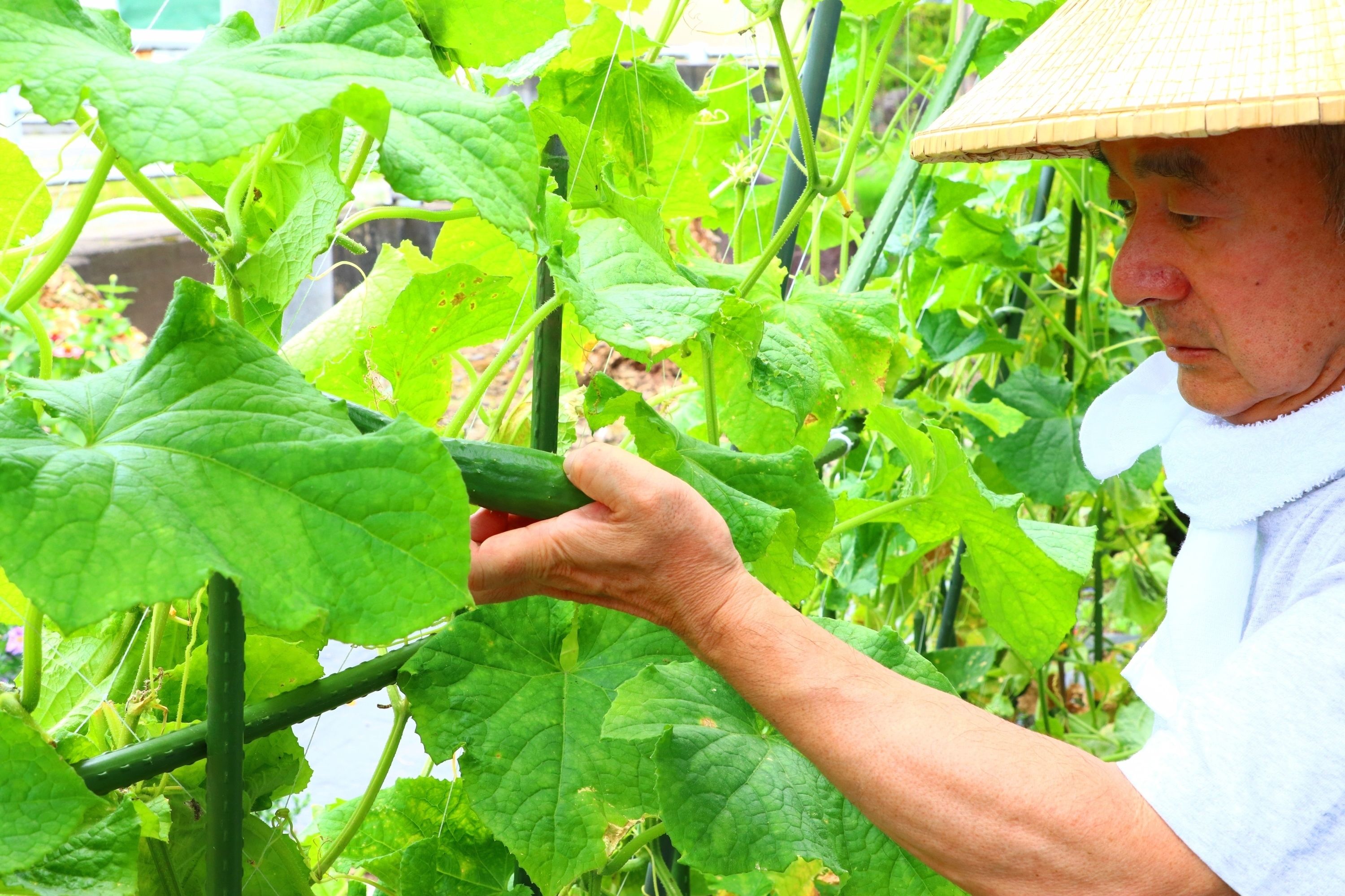 A person inspecting a plant in a garden.