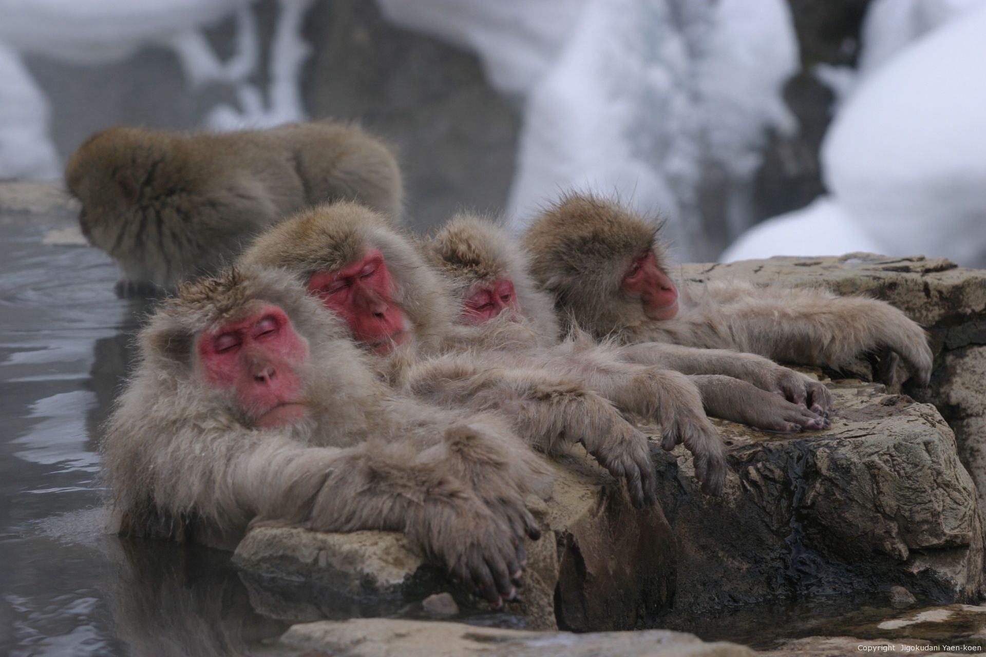 A group of monkeys sitting on rocks by a body of water.