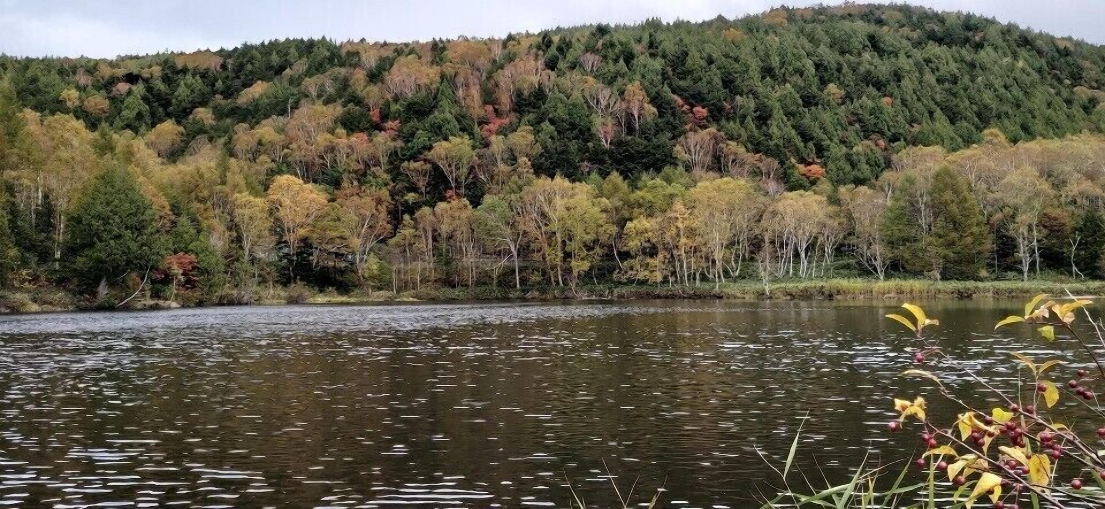 A calm lake surrounded by dense forest with autumn foliage.