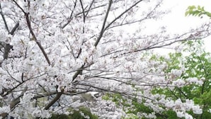 Una strada stretta costeggiata da alberi di ciliegio e siepi curate.