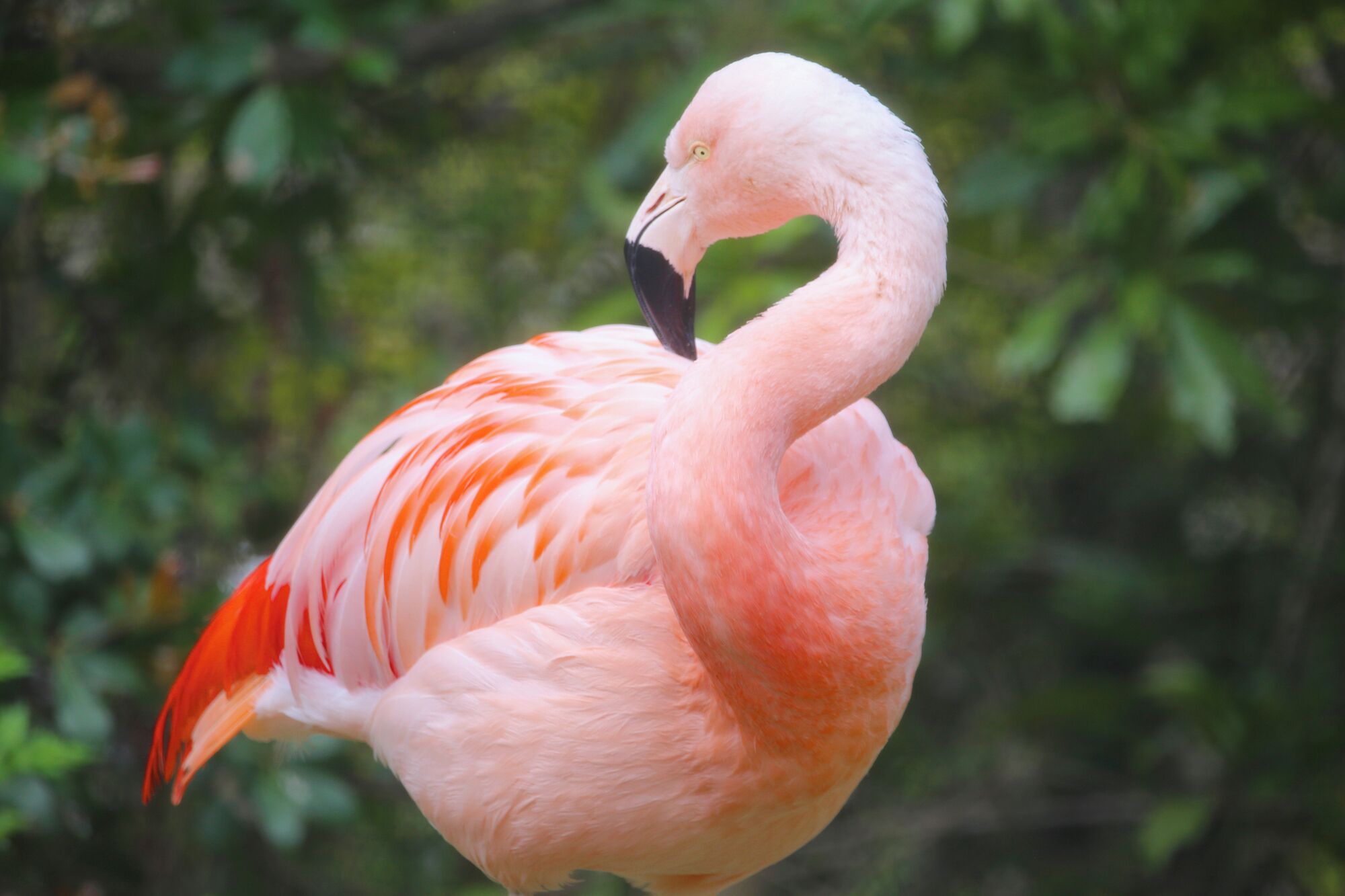 A flamingo with pink feathers and a black beak, set against a blurred green background.