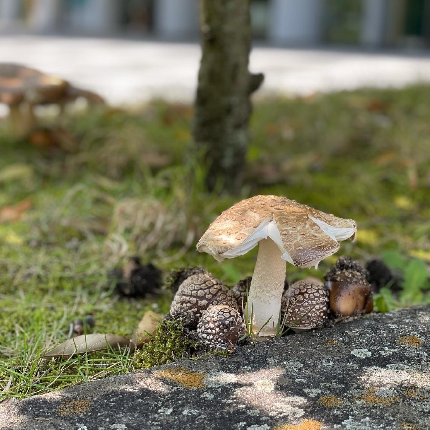 A mushroom growing on a moss-covered rock with a tree in the background.