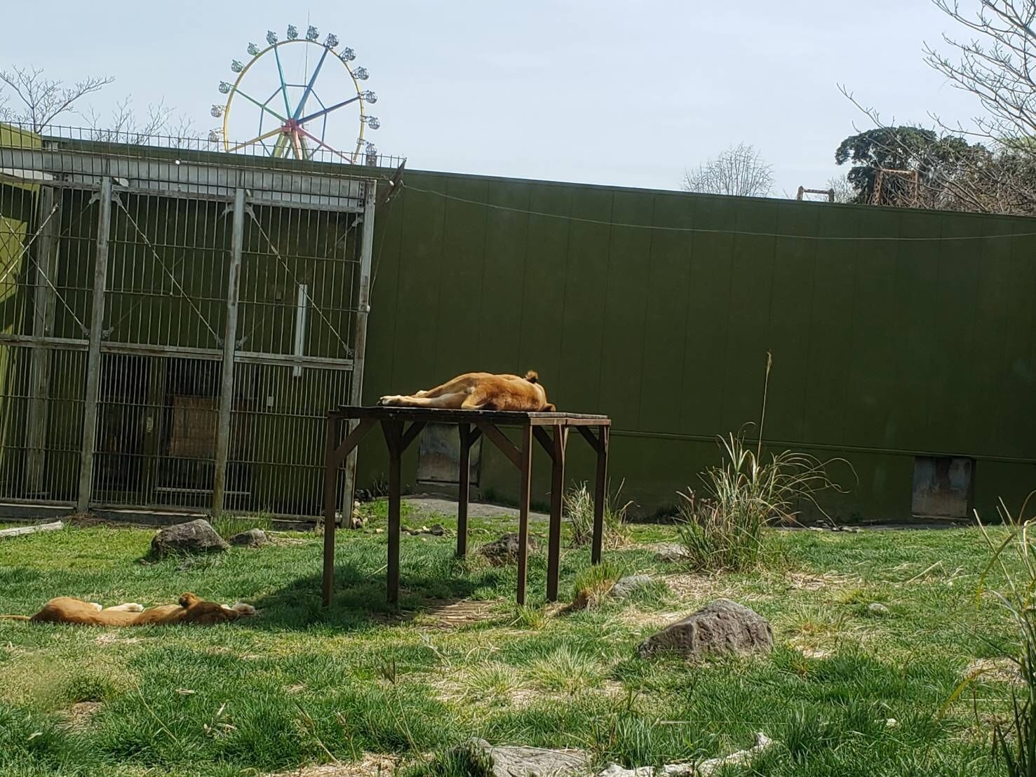 A lion resting on a table in an enclosure with a green wall and a Ferris wheel in the background.
